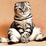 diabète chez le chat